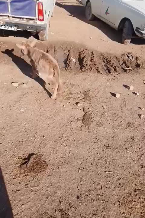 یک عدد گوساله سه روزه ۱۸میلیون بدون تخفیف|حیوانات مزرعه|کوهدشت, |دیوار