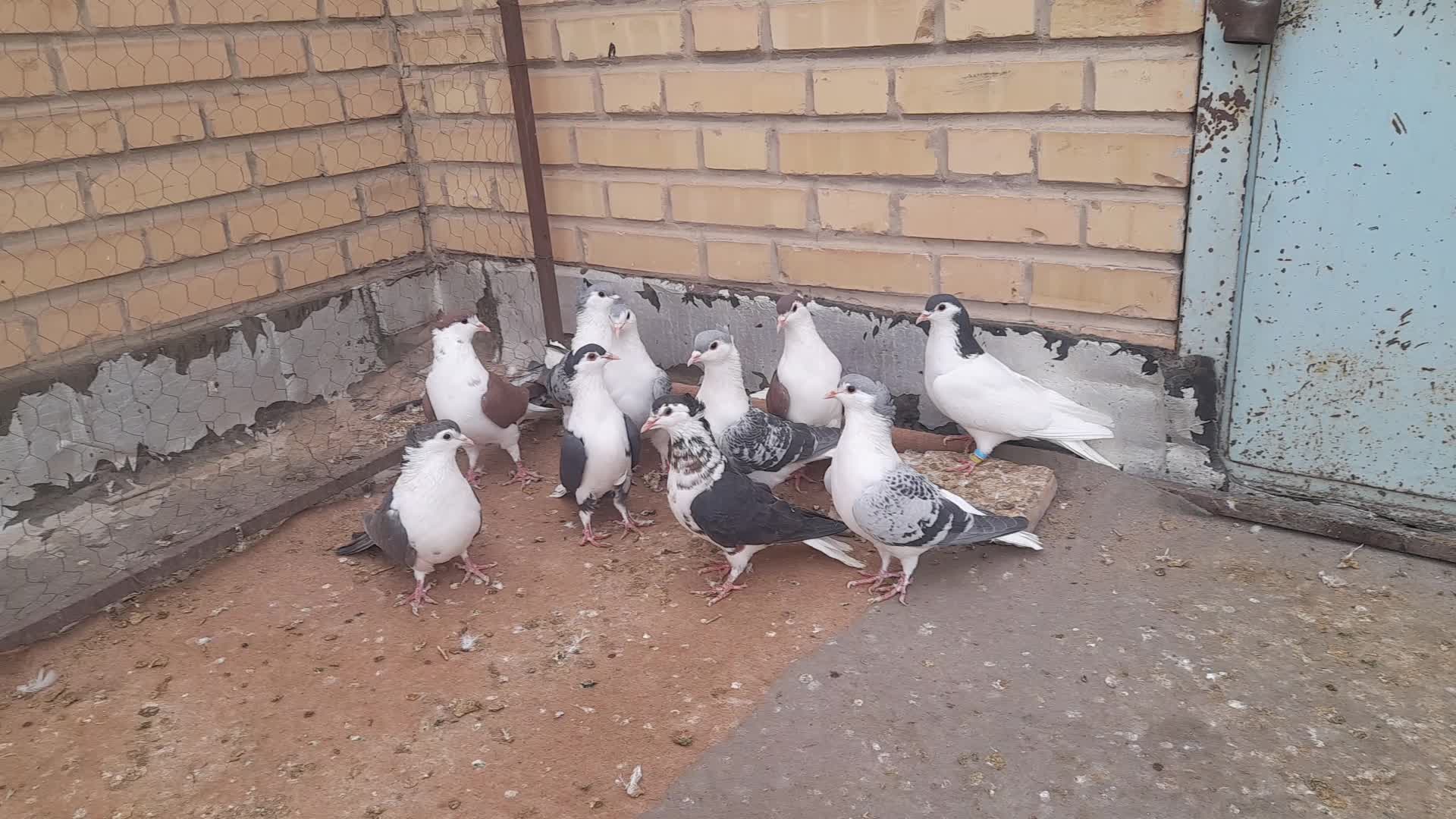 ساده جوانه پرشی|پرنده|بجنورد, |دیوار