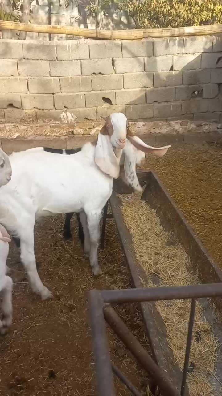 بزغاله|حیوانات مزرعه|ماهدشت, |دیوار