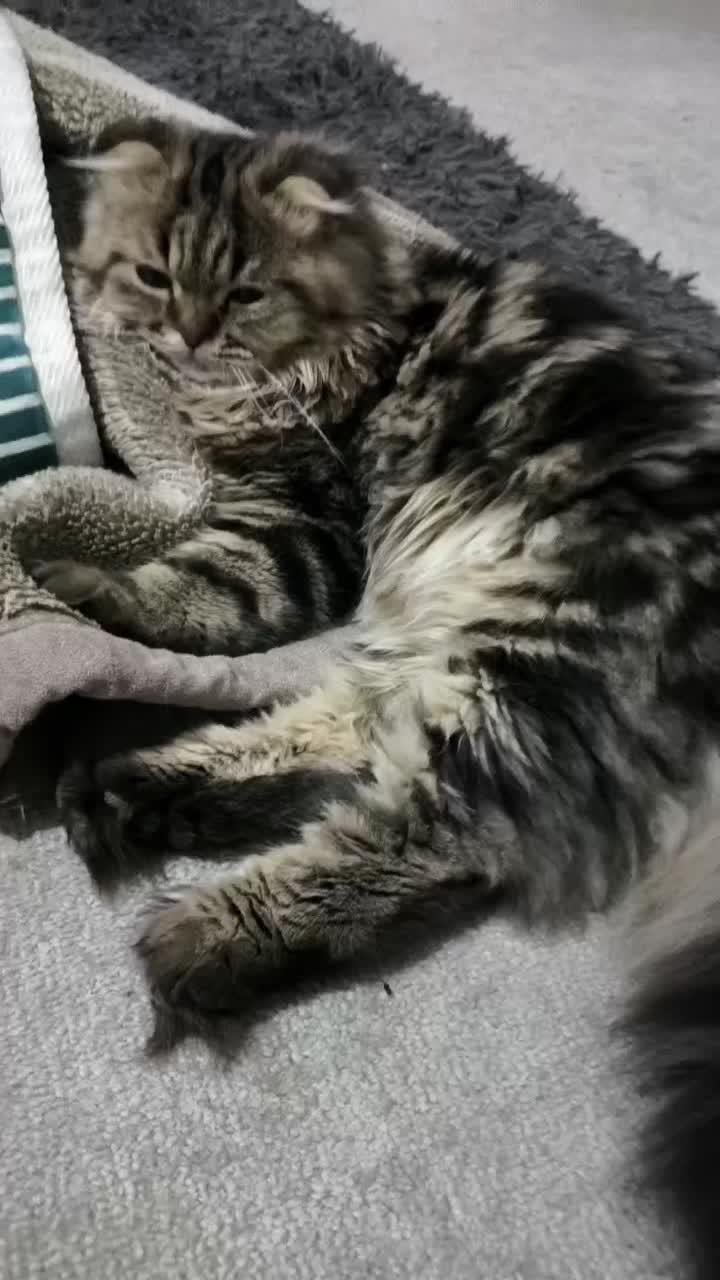 فروش گربه|گربه|زاهدان, |دیوار