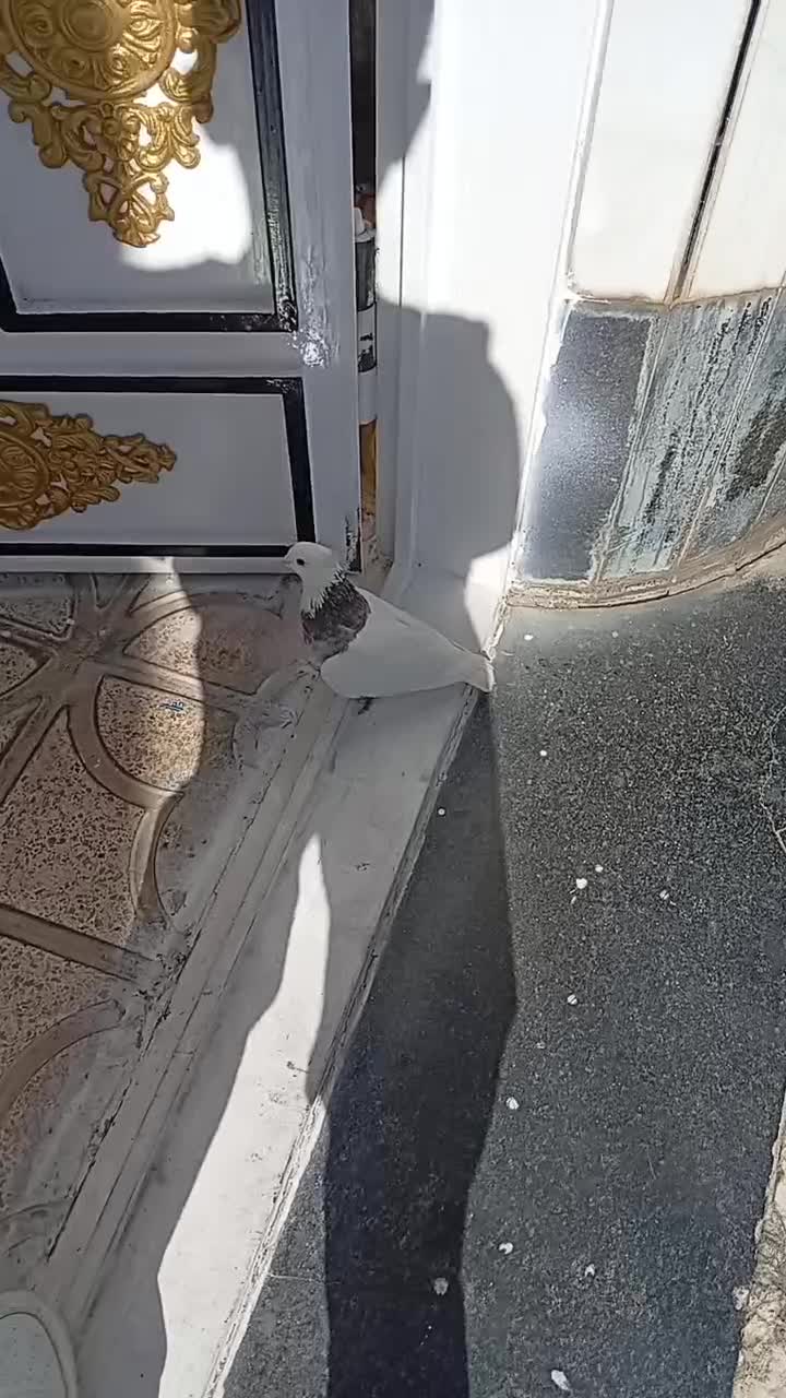 کبوتر طوقی خیلی خوشگل نر|پرنده|سقز, |دیوار