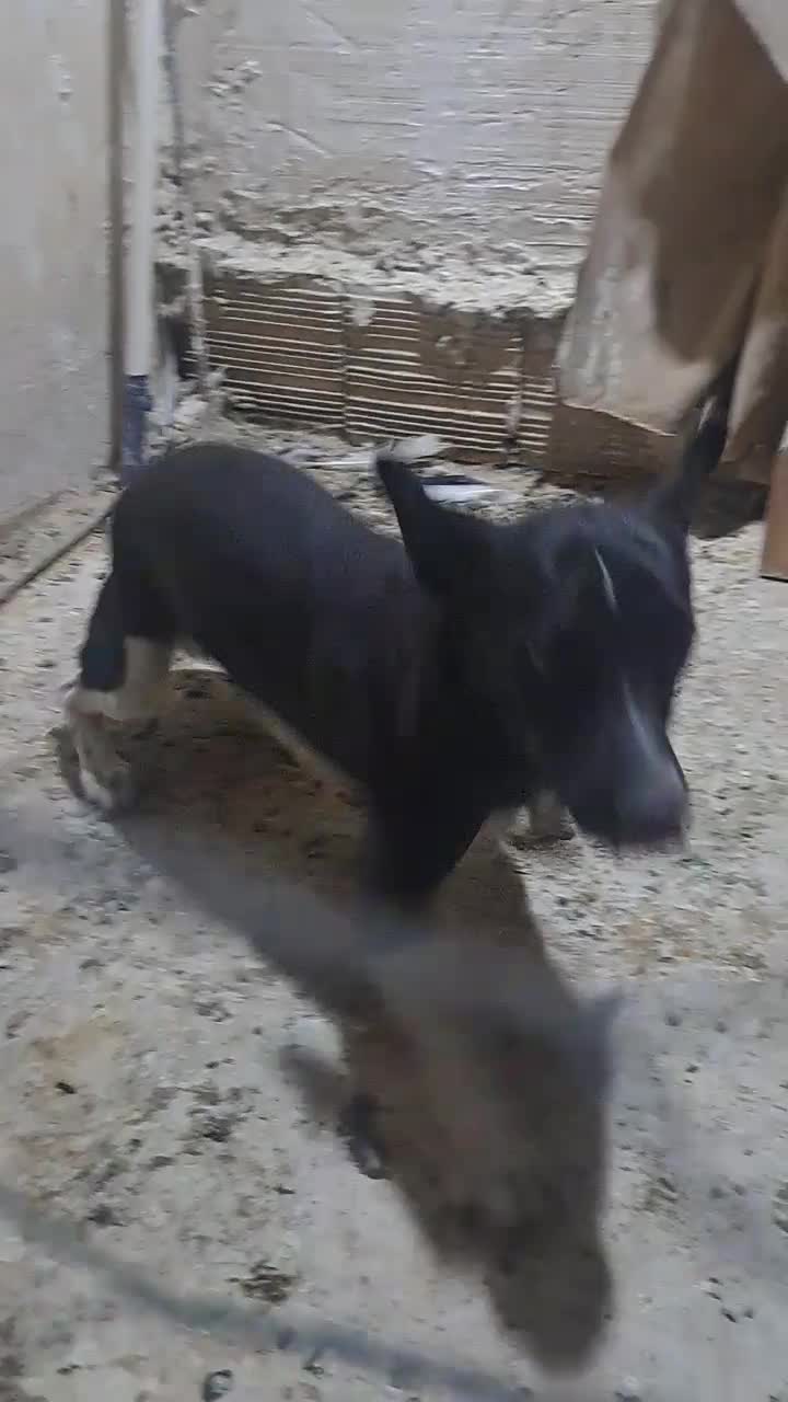 سگ پاکوتا معاوضه باپرنده|سگ|بیرجند, |دیوار