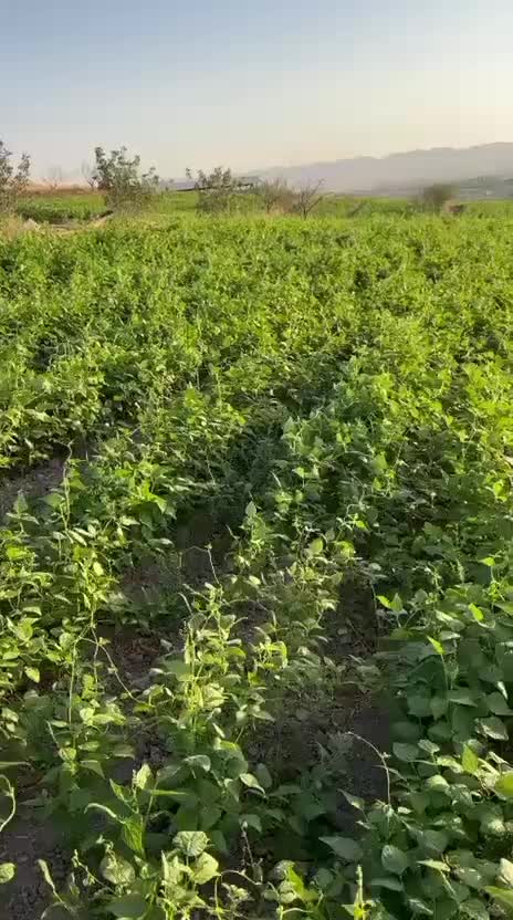 اجاره زمین کشاورزی  ابی|اجارهٔ کوتاه‌مدت ویلا و باغ|زنجان, |دیوار