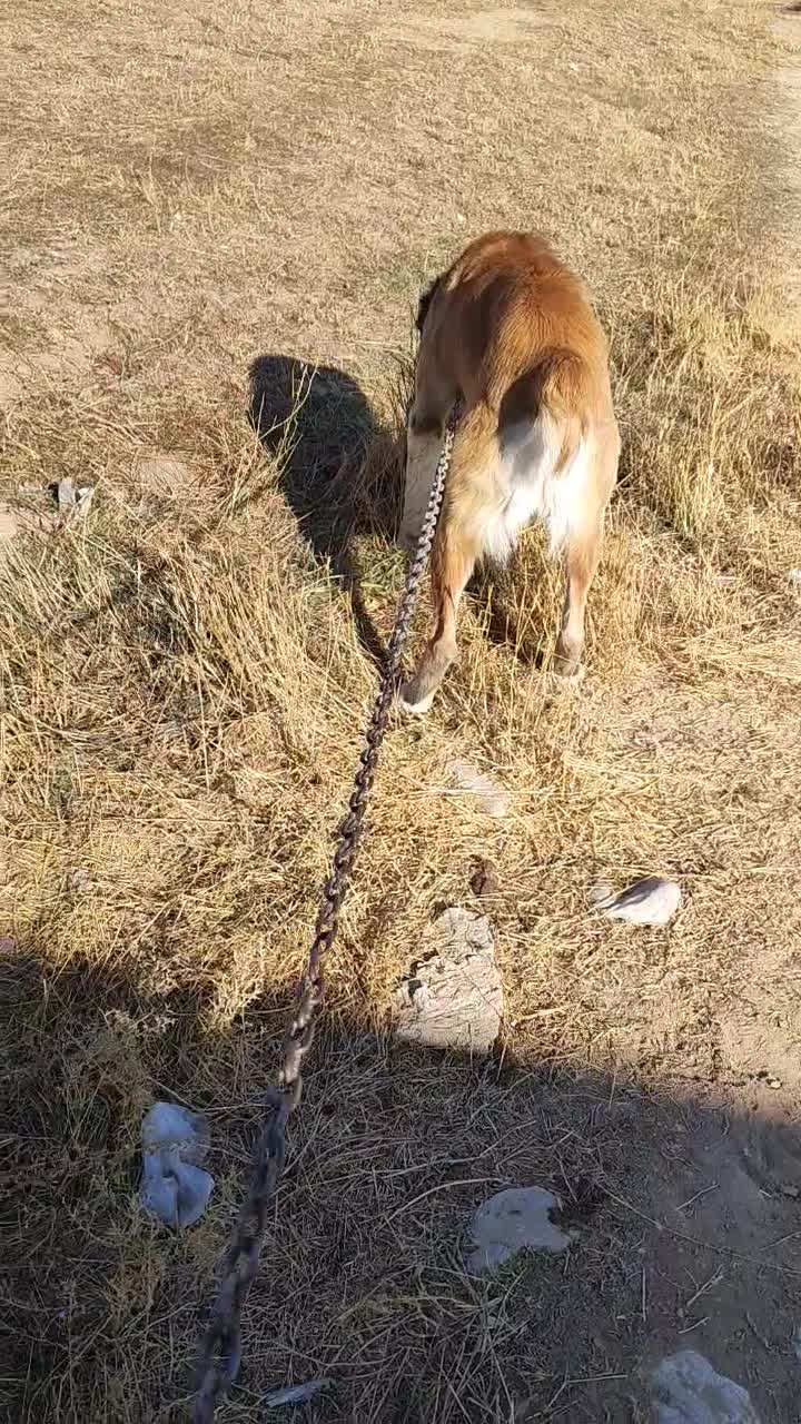 واگذاری سگ افغان|سگ|سجاس رود, |دیوار