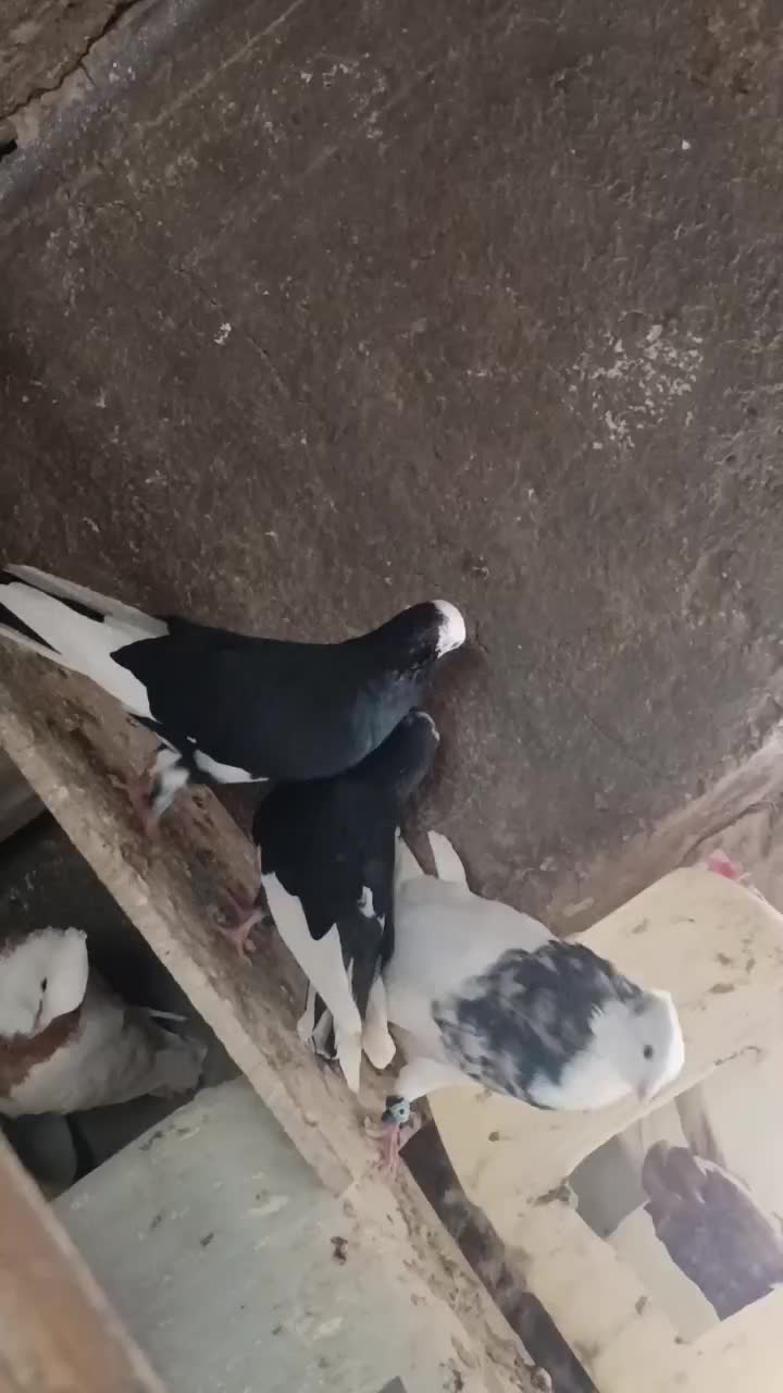 نرماده البغ سیاه|پرنده|کاشان, مفتح|دیوار