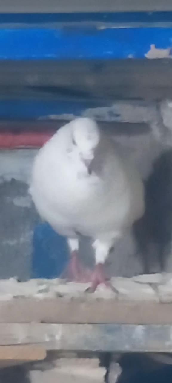 کفتر پتی واله|پرنده|ماهدشت, |دیوار