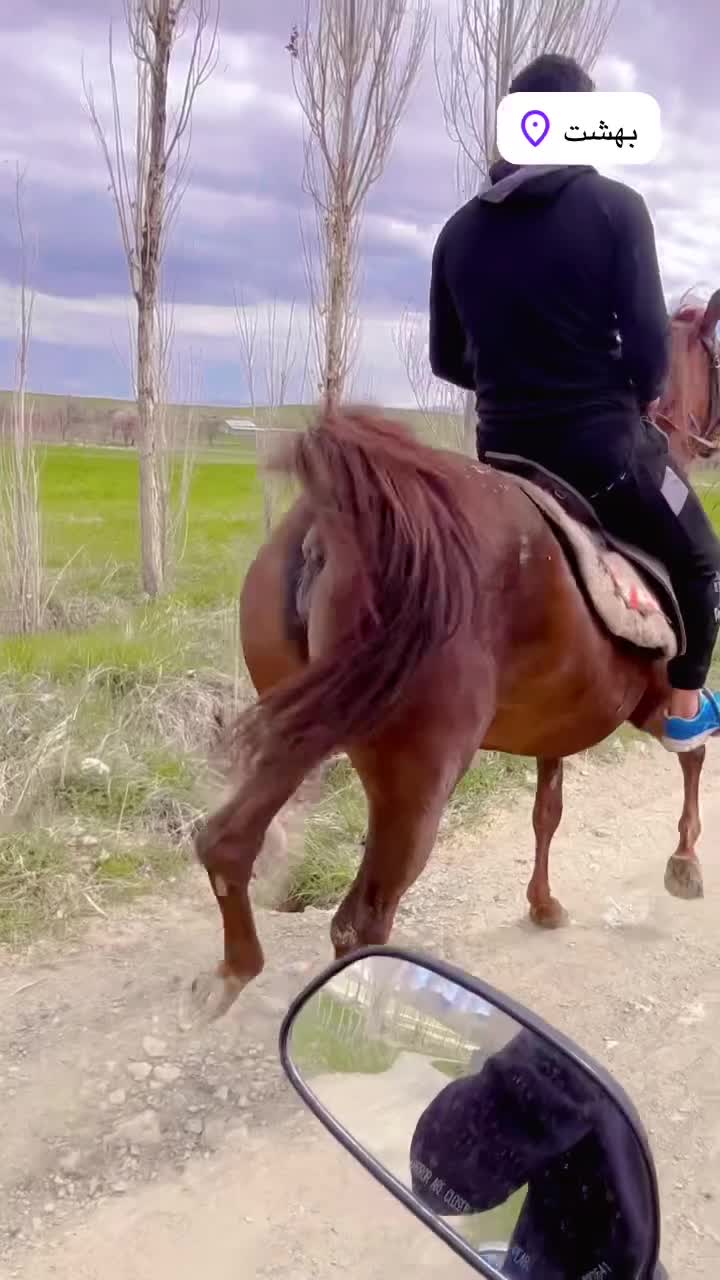 مادیان کرد درجه ۱|اسب و تجهیزات اسبسواری|شازند, |دیوار