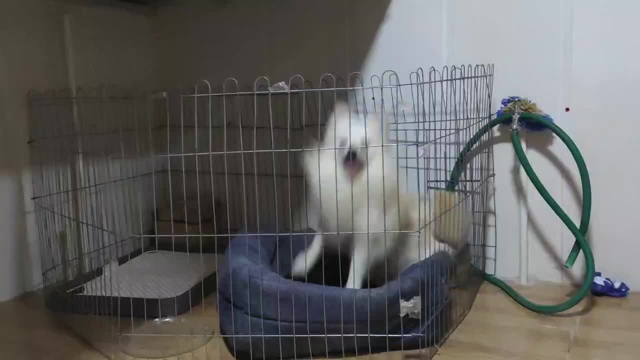 سگ اصیل و نژاد دار پامر خرسی|سگ|بافق, |دیوار