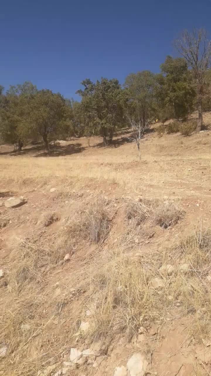 زمین کشاورزی|فروش دفتر صنعتی، کشاورزی، تجاری|یاسوج, |دیوار