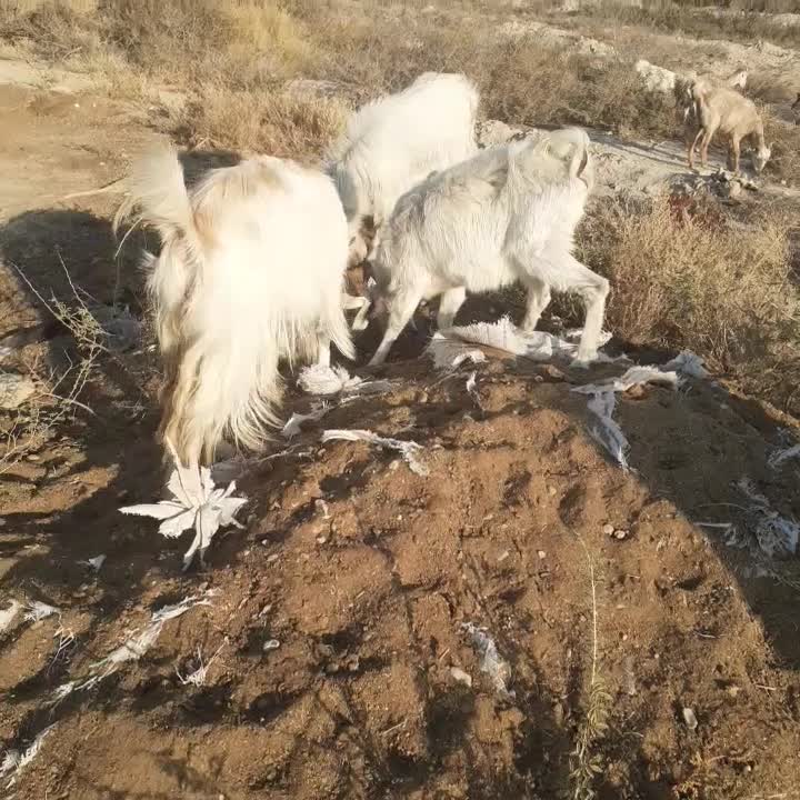 فروش گوسفند|حیوانات مزرعه|فورگ, |دیوار