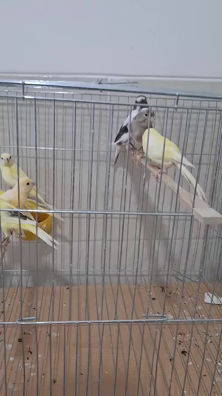 فروش قناری به صورت کلی|پرنده|اردکان, |دیوار