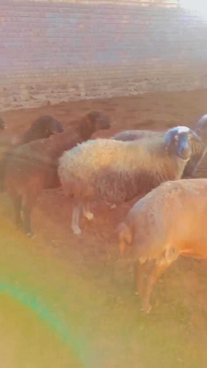 ۹راس میش ابستن سالمو سرحال|حیوانات مزرعه|خرقان, |دیوار