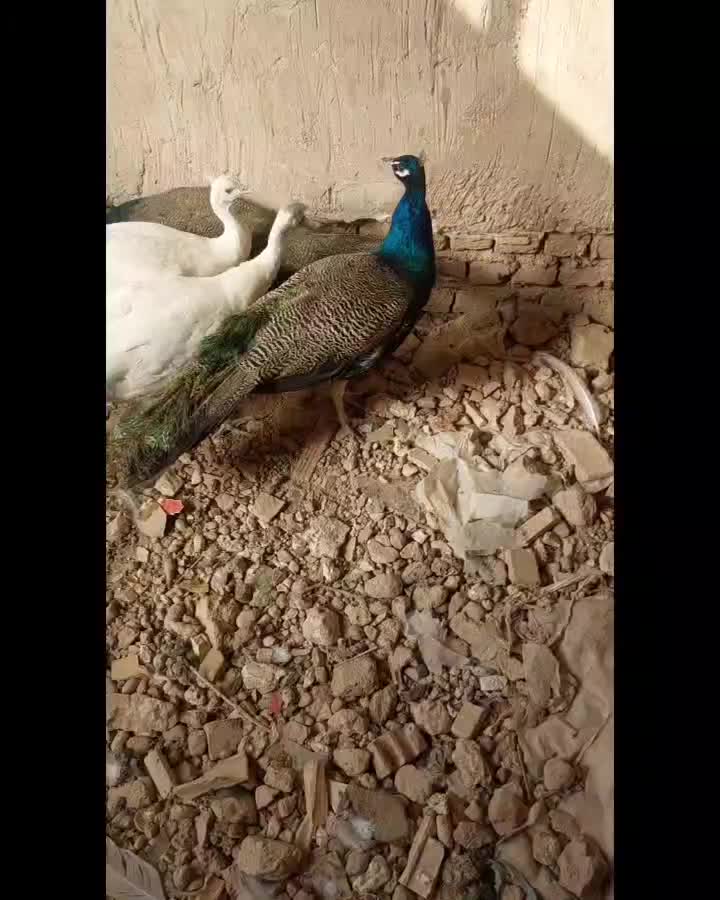 طاوس  ۶ تا یکجا|پرنده|مشهد, راهنمایی|دیوار