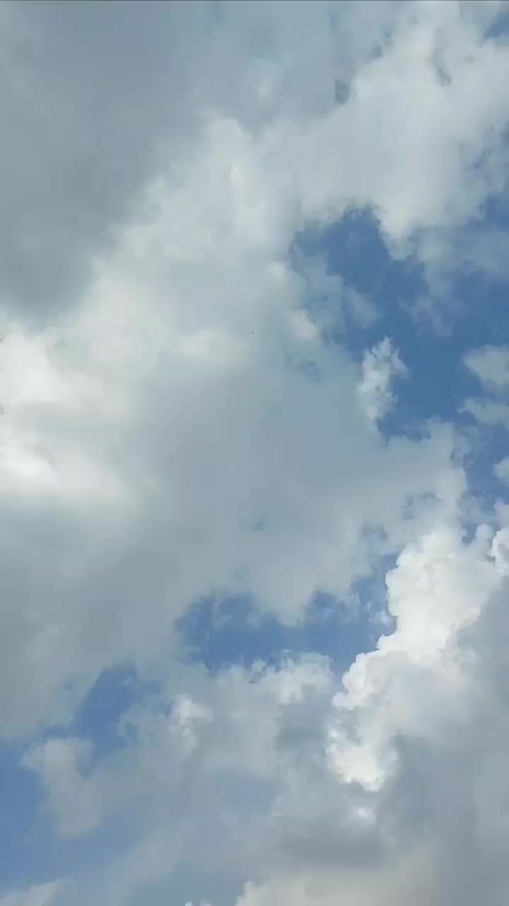 کبوتر ،معاوضه|پرنده|ملکشاهی, |دیوار