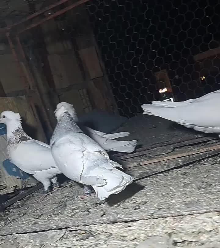 طوقی|پرنده|بیرجند, |دیوار