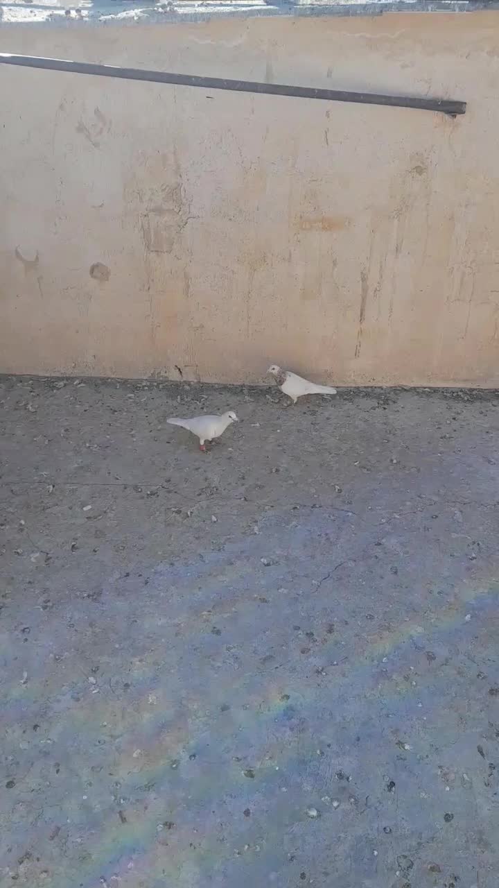 سلام ۴۰تاکفترهوا ضمانتی همه نر کفتر شب بازی|پرنده|کاشمر, |دیوار