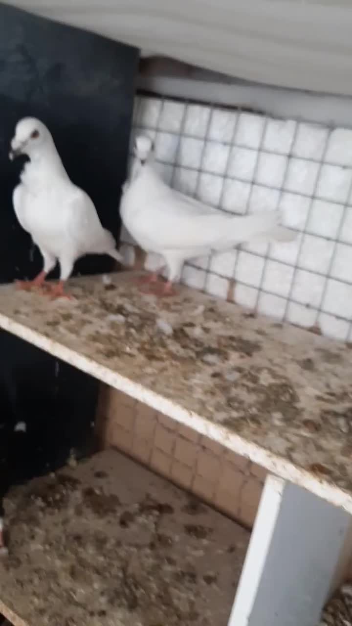 کبوتر بزک ،فری ،کویتی، پلنگی .آس|پرنده|گنبد کاووس, |دیوار