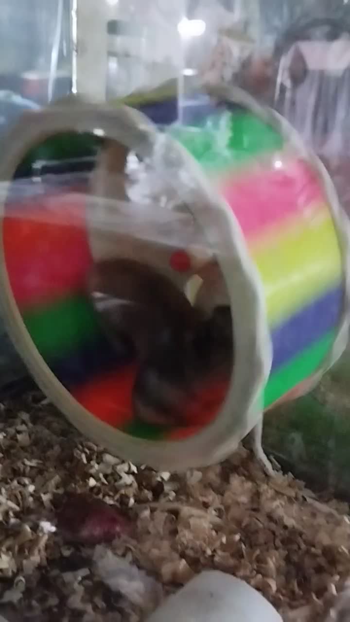 همین های زیبا و آرام .دستی|موش و خرگوش|تهران, والفجر (افسریه)|دیوار