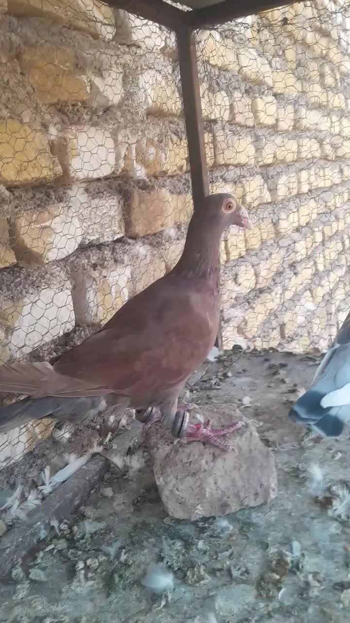 کبوتر سرخ پرشی.. نرماده شامی خط زرد|پرنده|تربت‌حیدریه, منظر|دیوار