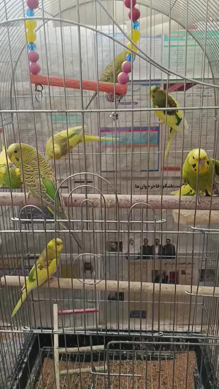 مرغ عشق جوان|پرنده|سبزوار, امیر کبیر|دیوار