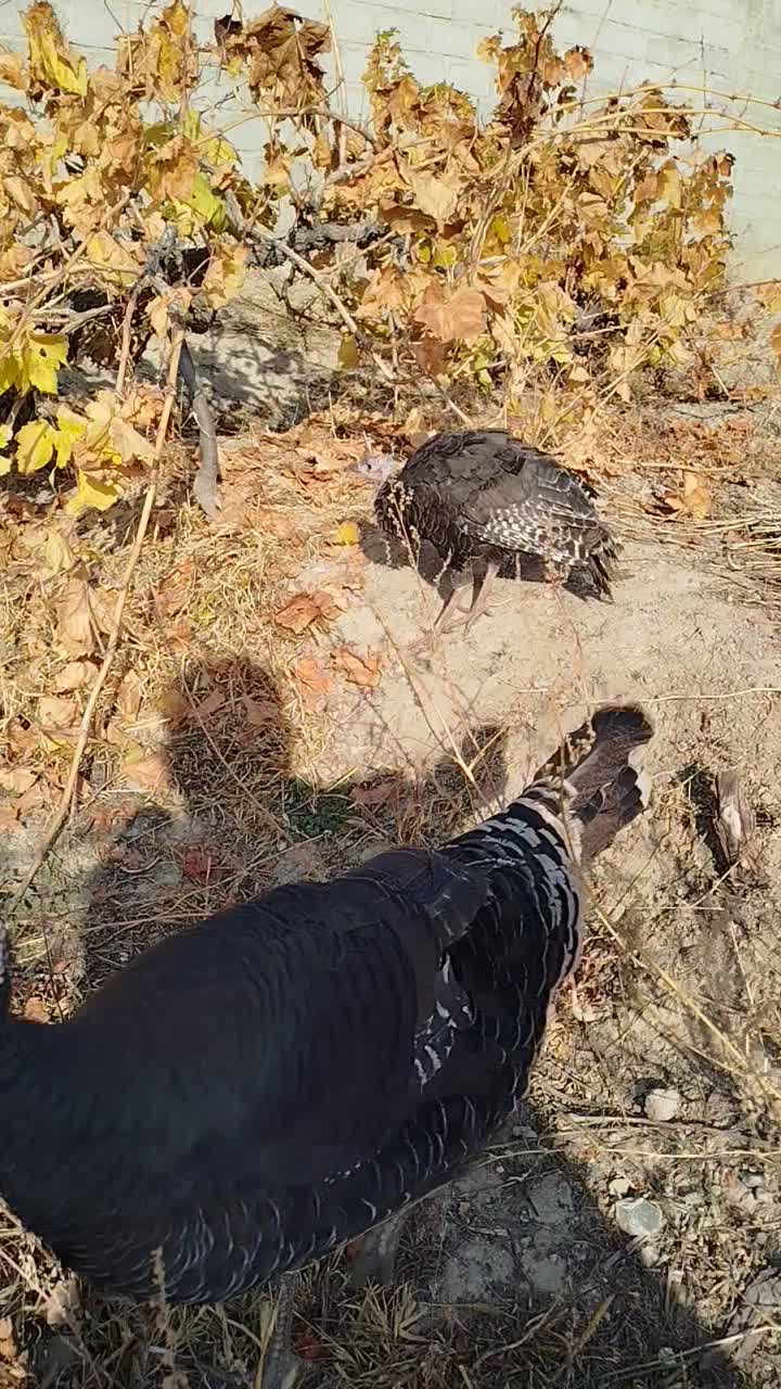 سه‌عددبوقلمون|حیوانات مزرعه|سلماس, |دیوار