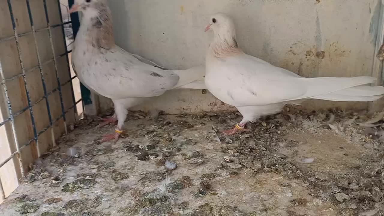 کفتر پرشی|پرنده|کرج, ساسانی (قلمستان)|دیوار