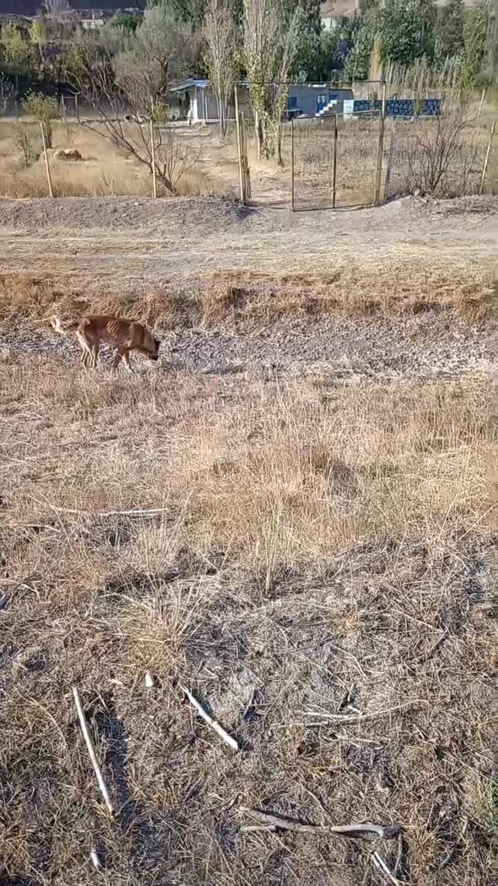 سگ... معاوضه|سگ|خواجه, |دیوار