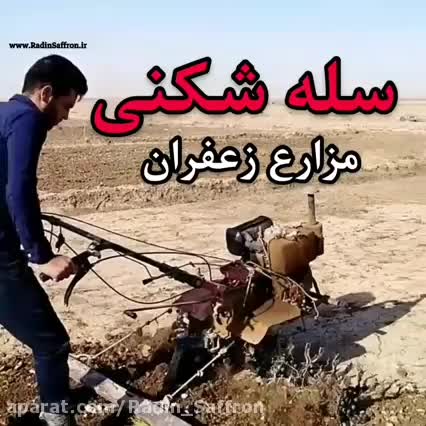 چارشاخ زنی و سله شکنی مزارع زعفران|خدمات باغبانی و درختکاری|گلپایگان, |دیوار