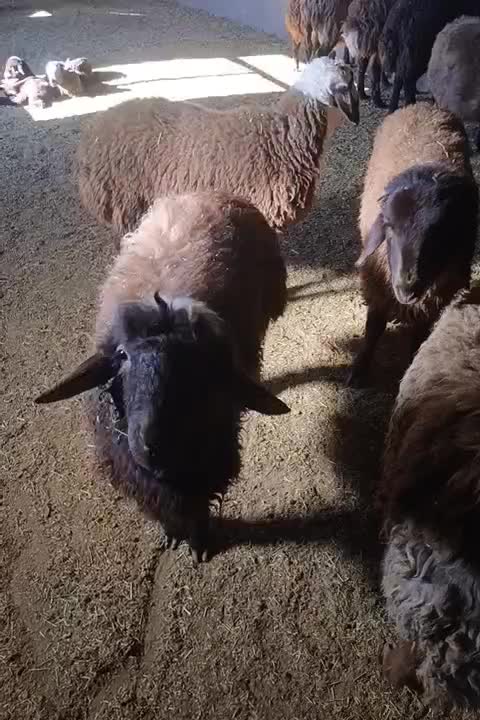 گوسفند|حیوانات مزرعه|هریس, |دیوار