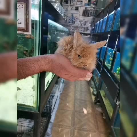 خرگوش لوپ در رنگهای متنوع با قیمتهای عالی|موش و خرگوش|مشهد, رضاشهر|دیوار