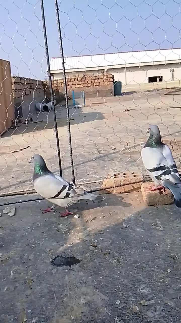 کبوتر آلمانی و رنگی ساده|پرنده|گنبد کاووس, |دیوار