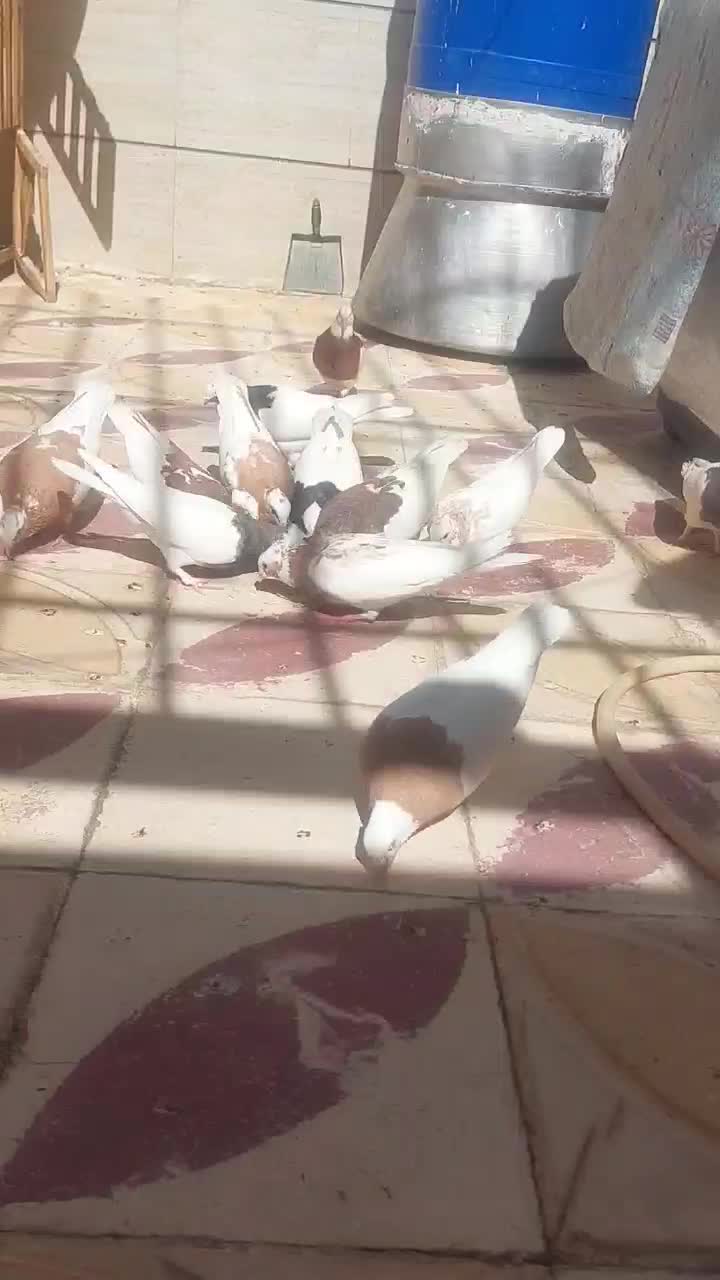 طوقی نر ماده|پرنده|شیراز, شهرک کوشکک|دیوار