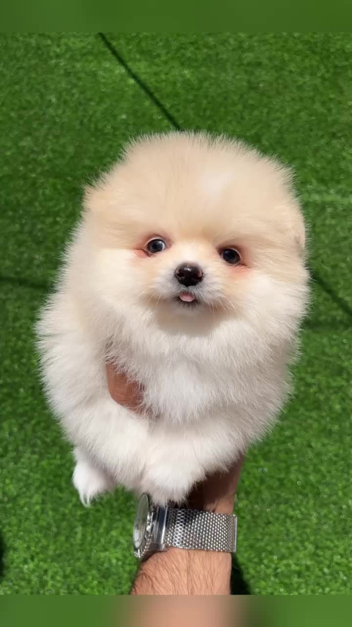 پودل مالتیپو پامر شیتزو مالتیز تریر|سگ|تهران, پاسداران|دیوار