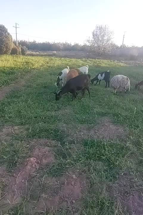 بز وکره پاکستانی|حیوانات مزرعه|نگار, |دیوار