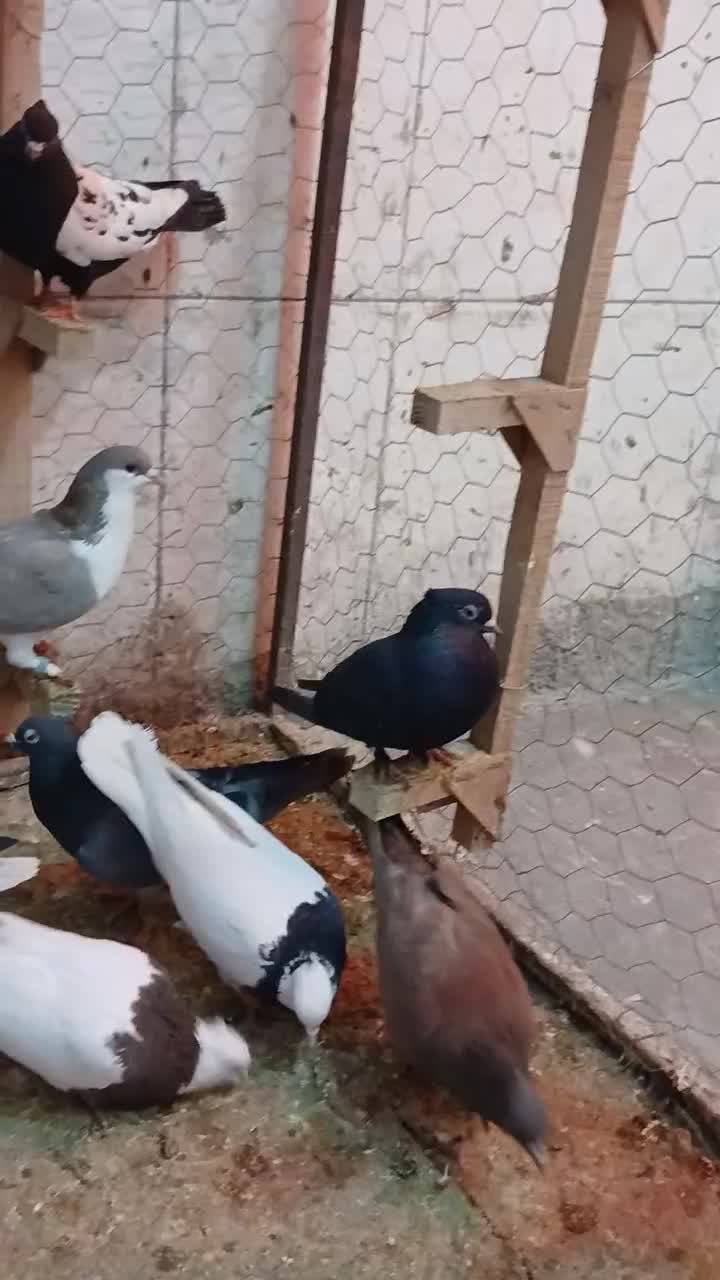 ۱۵۰|پرنده|شیراز, شهرک مهدیآباد|دیوار