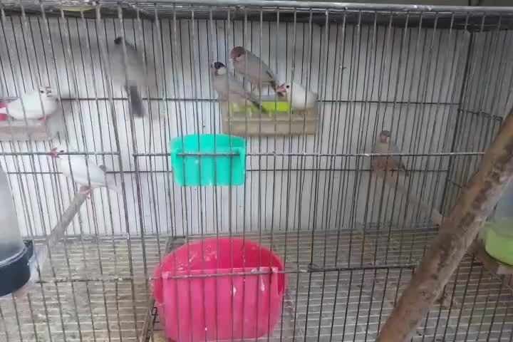 فنج نرگسی باتماس بگیرید|پرنده|مشهد, نوید|دیوار