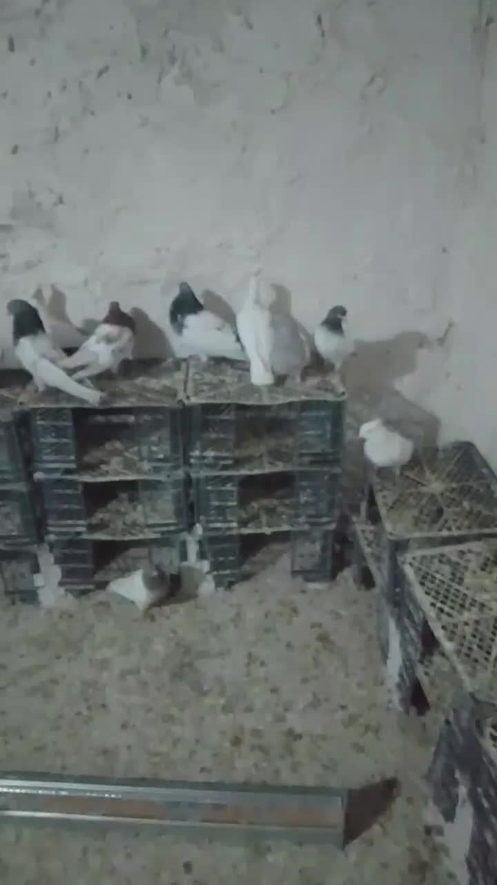 کبوتر پرشی|پرنده|فامنین, |دیوار