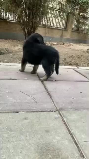 سگ ژرمن شیپرد موکوتاه کینگ سایز شاه توله ( نر )|سگ|تهران, وردآورد|دیوار