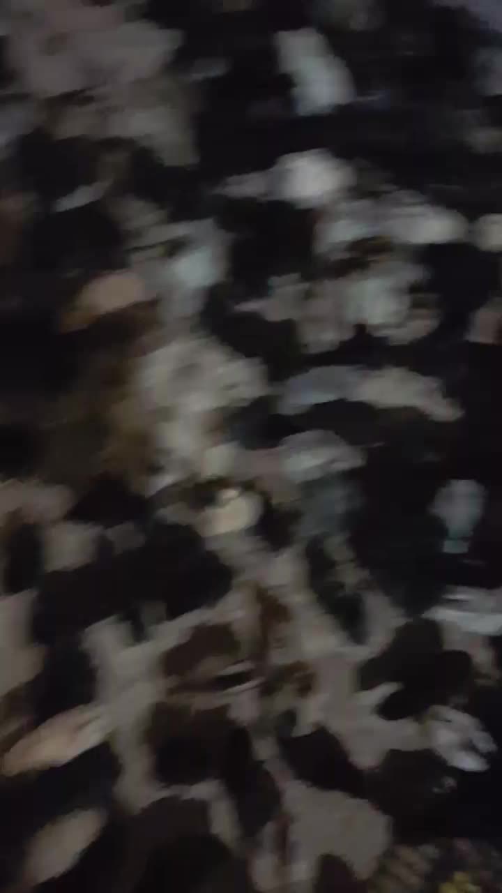 جوجه مرغ عربی اصل بشرط کرک ۸روزه|حیوانات مزرعه|بندر ماهشهر, |دیوار