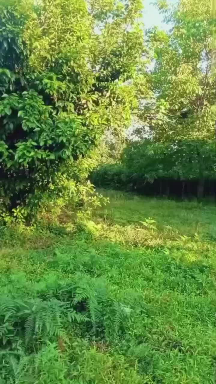 ۳۰۰متر کامل مسکونی جای دنج در دل طبیعت|فروش زمین و ملک کلنگی|شفت, |دیوار