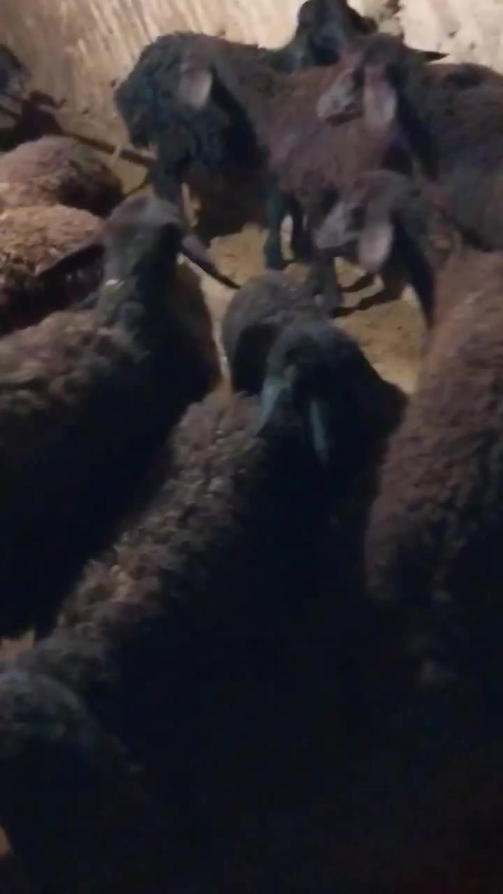 15 راس بره ماده|حیوانات مزرعه|باغ حلی, |دیوار