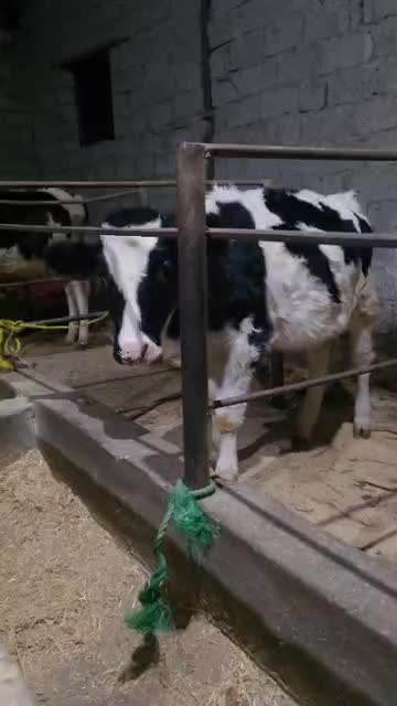 دو راس تلیسه هلشتاین نژاد شیری (لیشه)|حیوانات مزرعه|رشت, سعدی (تختی)|دیوار