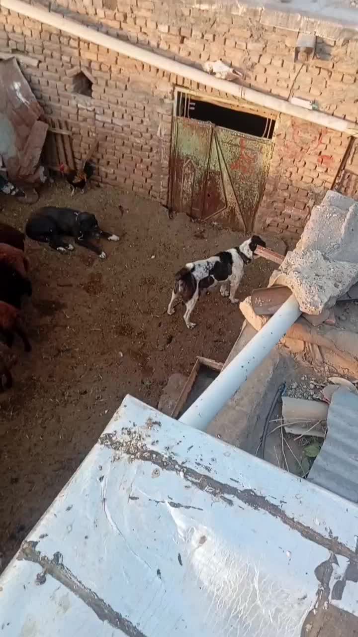 سگ ماده|سگ|رضویه, |دیوار