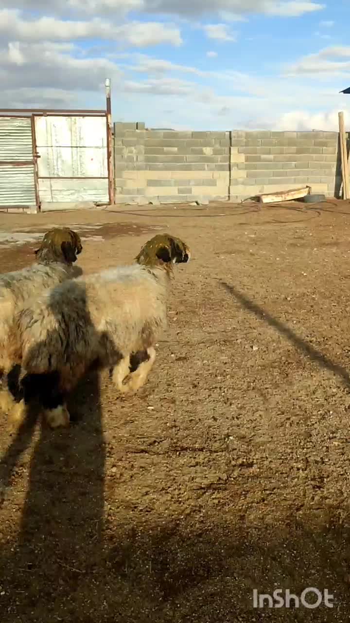 گوسفند|حیوانات مزرعه|سمیرم, |دیوار