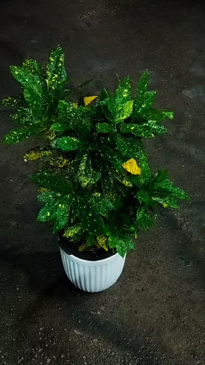 نمایشگاه گل و گیاه باران|گل و گیاه طبیعی|نیشابور, فضل|دیوار