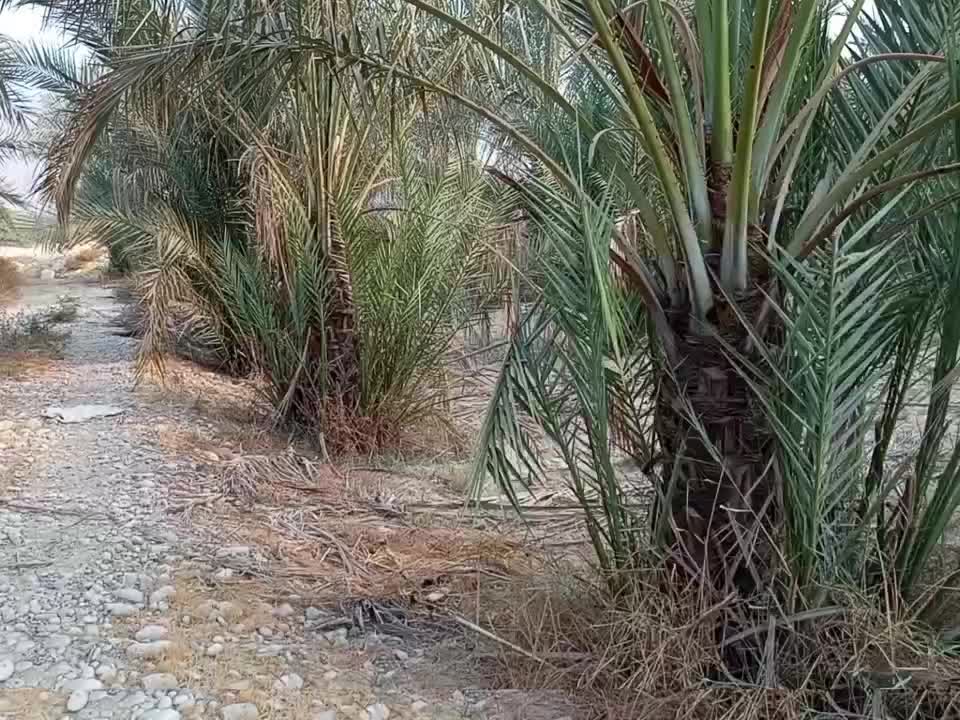 بچه نخل ...دمیت|گل و گیاه طبیعی|برازجان, |دیوار