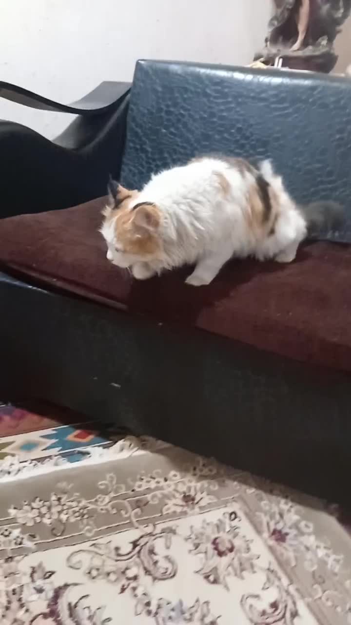 گربه زیبا|گربه|تنکمان, |دیوار