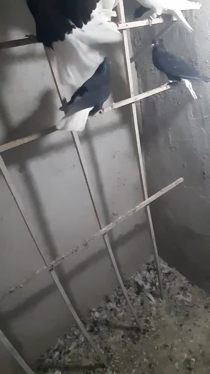 سیاه پوش دم سفید تکی جفتی|پرنده|قزوین, |دیوار