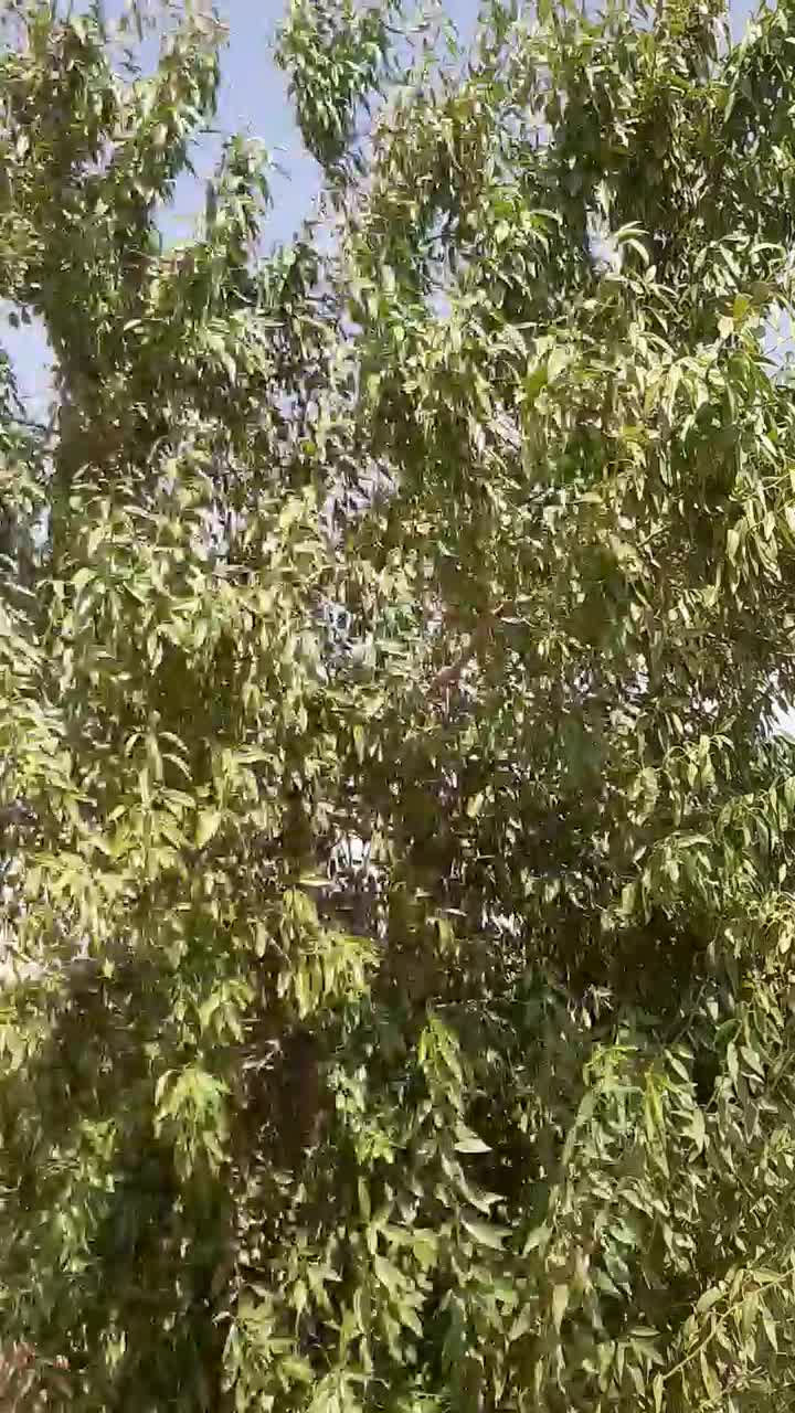 فروش باغچه انگور ۱۶۵۰متری داربستی|فروش زمین و ملک کلنگی|هشتگرد, شهرک دانش|دیوار