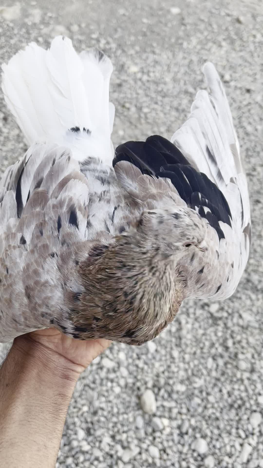 سرور دم سفید چاپ دار|پرنده|حسن آباد, |دیوار